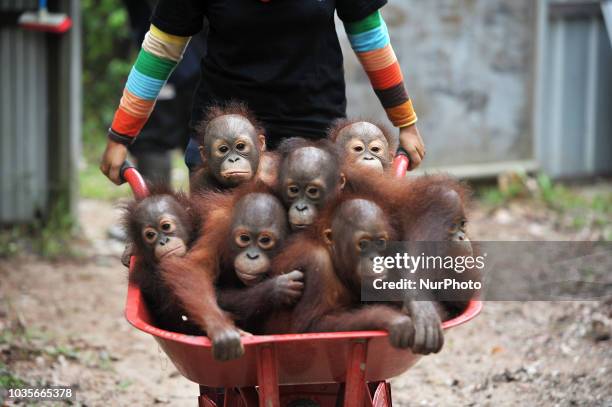 Keepers bring Orangutan Babies with wheelbarrows at a forest school in International Animal Rescue Orangutan Safety and Conservation Center,...