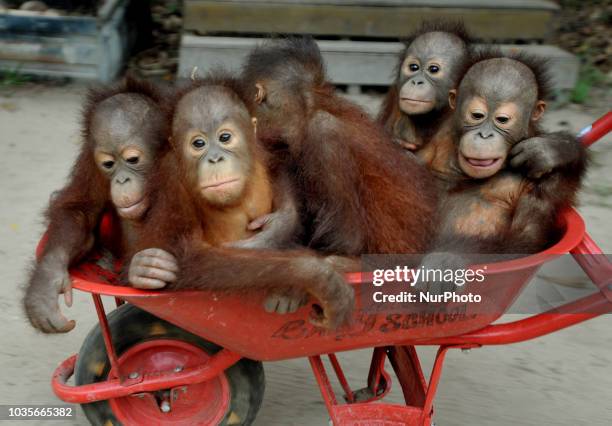 Keepers bring Orangutan Babies with wheelbarrows at a forest school in International Animal Rescue Orangutan Safety and Conservation Center,...