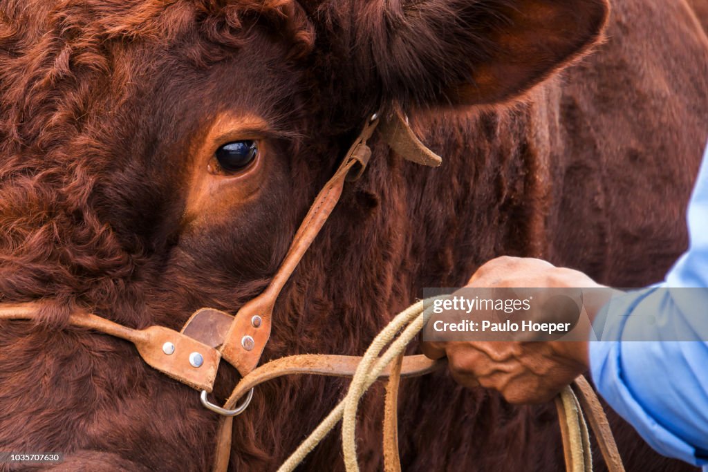 Red Devon Cattle