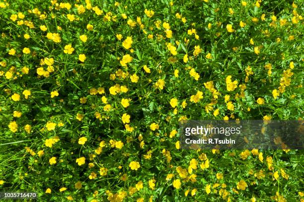 ranunculus acris (meadow buttercup, tall buttercup) with her yellow flowers - bouton d'or photos et images de collection