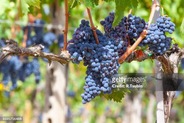 ripening grape clusters on the vine in the fall - wax fruit stock pictures, royalty-free photos & images