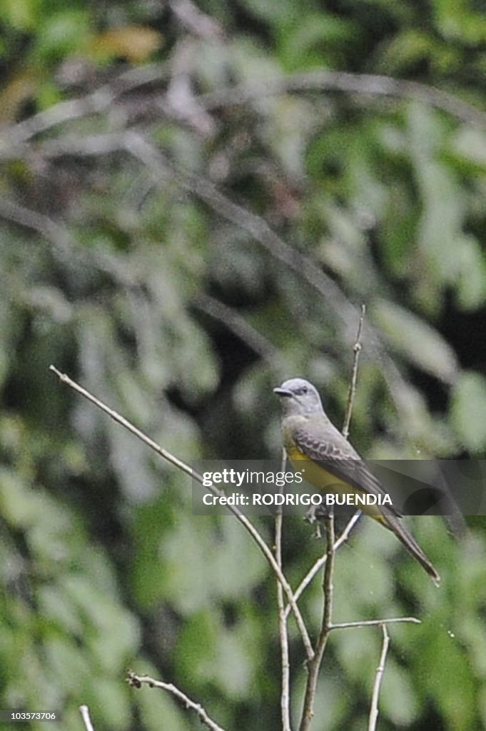 TO GO WITH AFP STORY A yellow-bellied fl