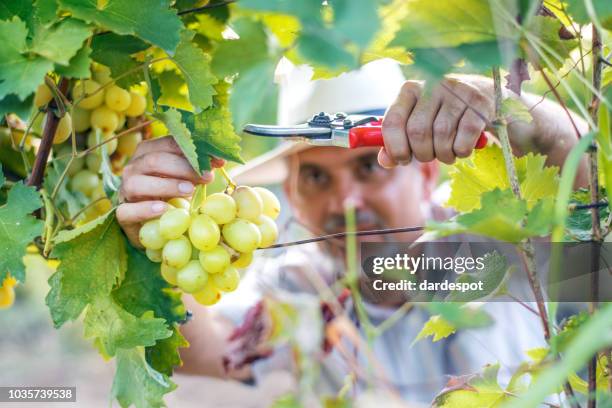 winemaker la vendange des raisins - vignerons photos et images de collection