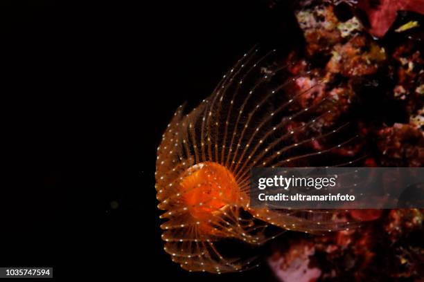 sea life spiral tubeworm underwater beauty - tube worm stock pictures, royalty-free photos & images