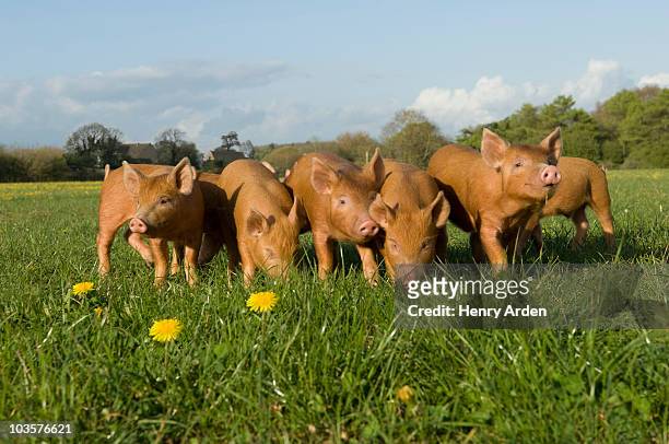 piglets in field - linda henry fotografías e imágenes de stock
