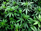 Cannabis Leaves on Marijuana Plant