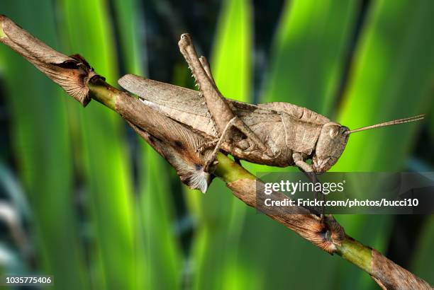 gafanhoto - locust fotografías e imágenes de stock