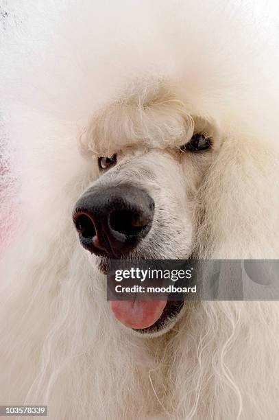 white poodle, close-up - standard poodle stock pictures, royalty-free photos & images