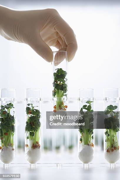 person holding test tube containing cress seedlings - artigos de vidro de laboratório - fotografias e filmes do acervo
