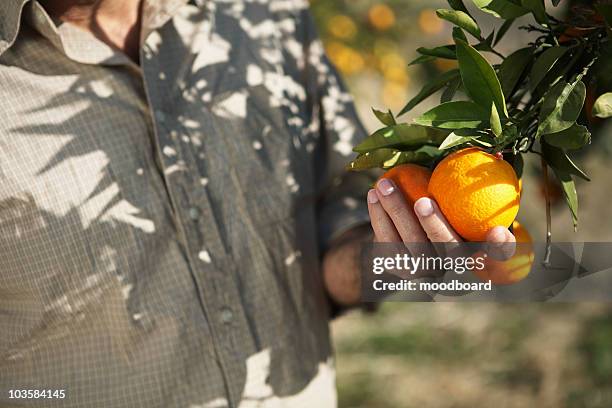 man touching oranges on tree, mid section - plucking fotografías e imágenes de stock