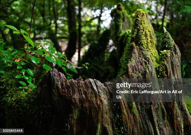 Broken tree trunk in Yakusugi land, Kagoshima Prefecture, Yakushima, Japan on August 19, 2018 in Yakushima, Japan.