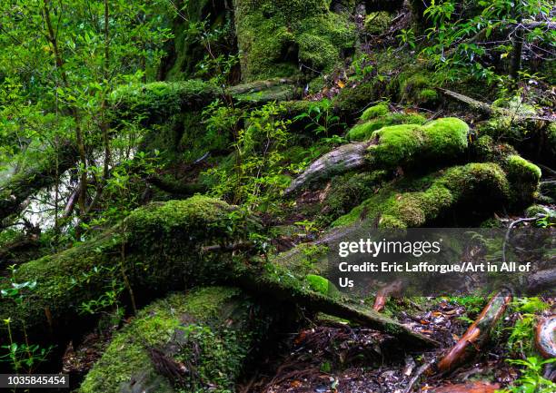 Tree roots with moss in Yakusugi land, Kagoshima Prefecture, Yakushima, Japan on August 19, 2018 in Yakushima, Japan.