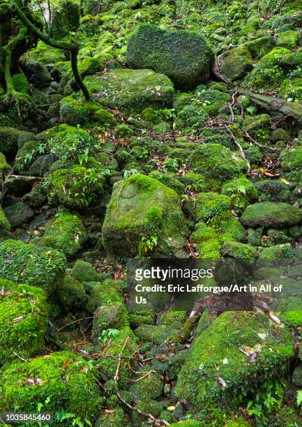 Moss growing in forest in Yakusugi land, Kagoshima Prefecture, Yakushima, Japan on August 19, 2018 in Yakushima, Japan.