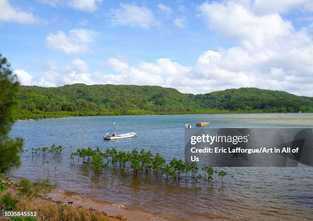 Mangrove tree in the bay, Yaeyama Islands, Iriomote, Japan on August 22, 2018 in Iriomote, Japan.