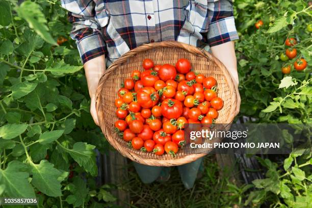 a farmer's woman  having a basket within tomato at  tomato farm - 農作業 ストックフォトと画像