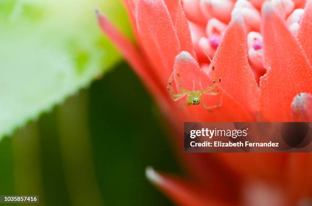 jumping spider (salticidae) female - bromeliad fotografías e imágenes de stock