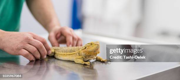 close-up de um veterinário inspecionando um lagarto dragão barbudo - bearded dragon - fotografias e filmes do acervo