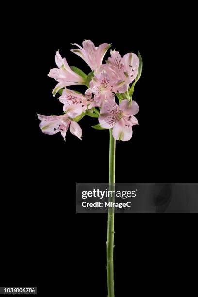 flowering alstroemeria plant - alstromeria stock pictures, royalty-free photos & images