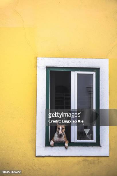 cute dog looking through local apartment window, lisbon, portugal - apartment front door foto e immagini stock