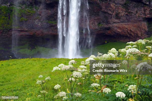 seljalandsfoss waterfall, in the foreground angelica archangelica - angelica stock pictures, royalty-free photos & images