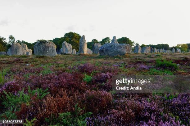 Carnac : Kermario megalithic alignments. Menhirs, standing stones at sunrise.