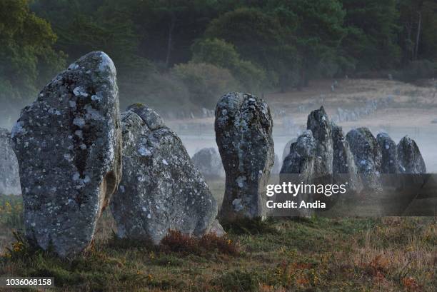 Carnac : Kermario megalithic alignments. Menhirs, standing stones at sunrise.