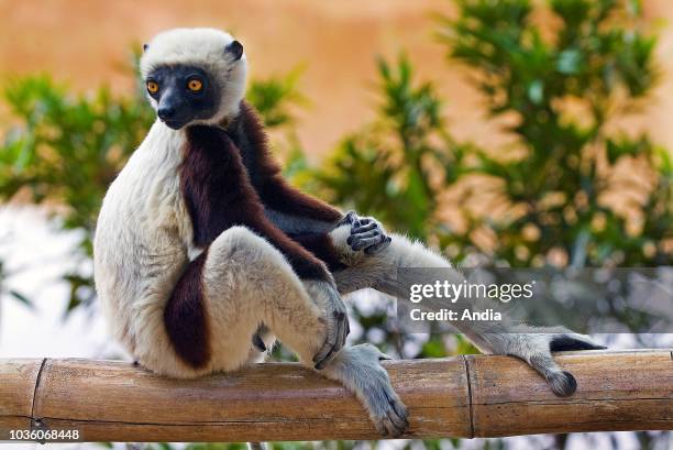 Madagascar, lemur.