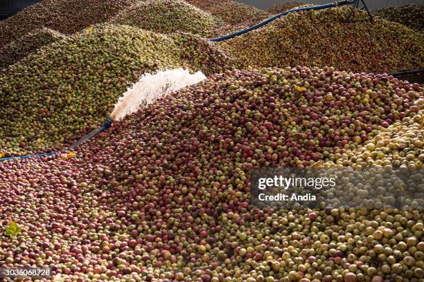 Le Breuil-en-Auge : Calvados distillery of the ÒChateau du BreuilÓ castle. Cider apples before the pressing stage.