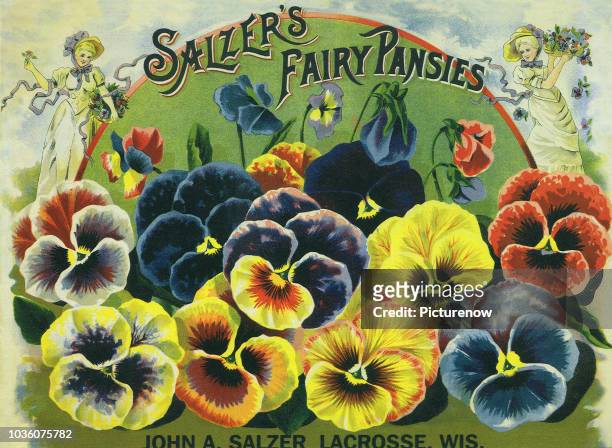 Pansy Seed Packet.