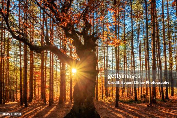 rhodope mountain, bulgaria - november 2012: tharcian sanctuary of belintash - forest morning sunlight stock-fotos und bilder