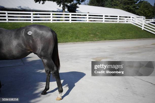 Yearling thoroughbred racehorse is displayed for prospective buyers before being sold at auction during the 75th annual Keeneland September Yearling...