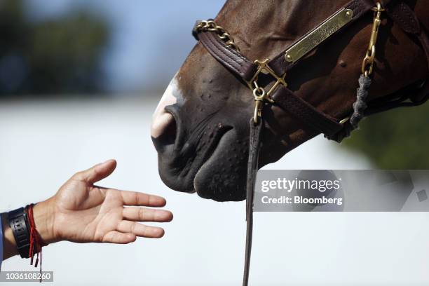 Yearling thoroughbred racehorse is petted by its handler during the 75th annual Keeneland September Yearling Sale at Keeneland Racecourse in...