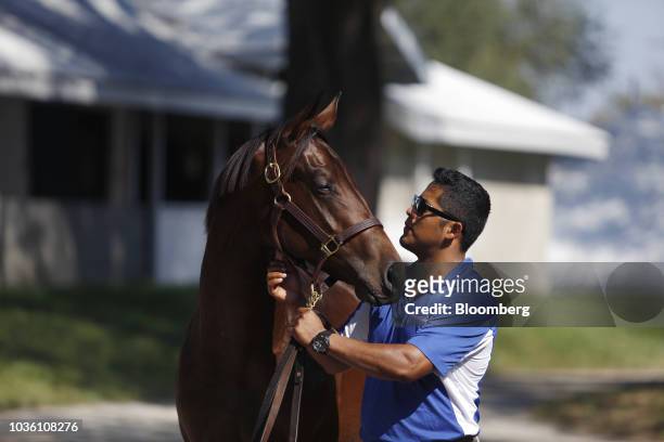 Yearling thoroughbred racehorse interacts with its handler being sold at auction during the 75th annual Keeneland September Yearling Sale at...