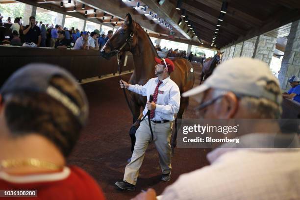 Thoroughbred racehorse walks around an arena before being displayed for sale on the auction block during the 75th annual Keeneland September Yearling...