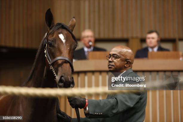 Yearling thoroughbred racehorse is displayed at auction during the 75th annual Keeneland September Yearling Sale at Keeneland Racecourse in...