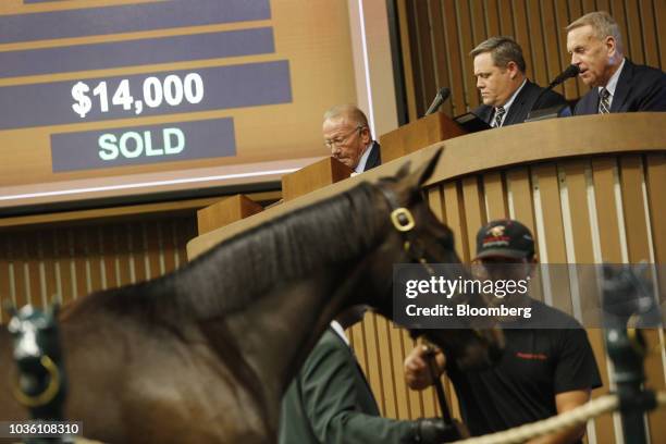 Yearling thoroughbred racehorse is displayed at auction during the 75th annual Keeneland September Yearling Sale at Keeneland Racecourse in...