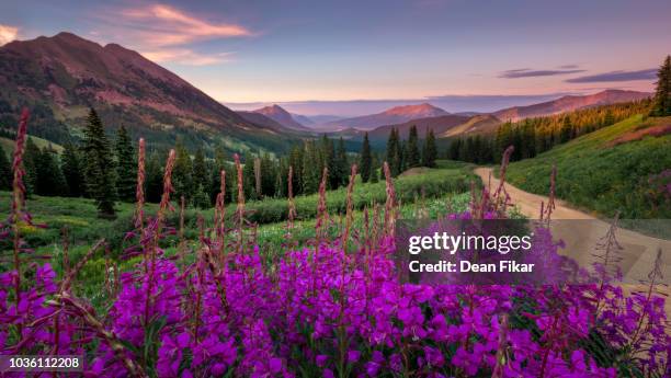 wildflower sunrise outside of crested butte, co - colorado landscape stock pictures, royalty-free photos & images