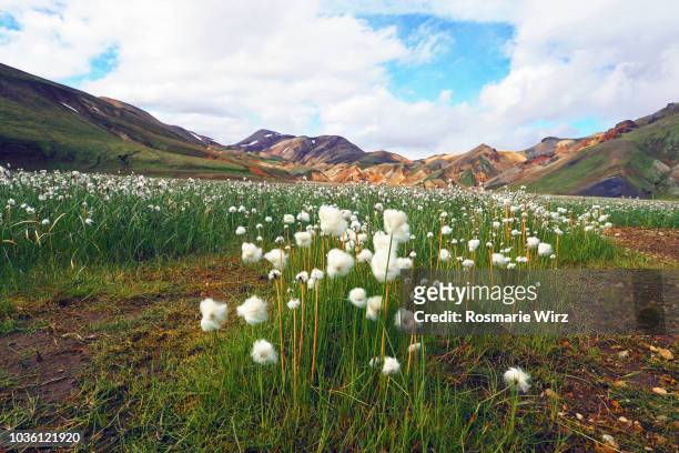 moorland with white cotton grass in landmannalaugar - wollgras stock-fotos und bilder
