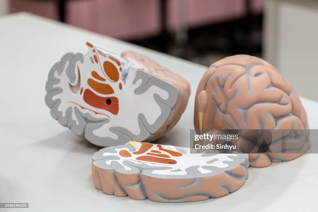 Lab Class Model Brain Human Brain Model For Education In Laboratory High-Res Stock Photo ...