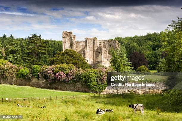 Old Wardour Castle, Wiltshire, 2009. General view with cows in the foreground. Built in the late 14th century by John Lord Lovel, and updated by the...