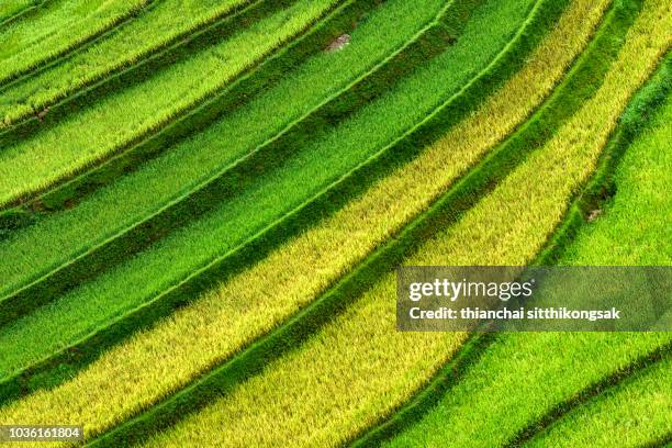 Sewing Rice Fields Rice Field Pattern Photos and Premium High Res Pictures - Getty Images
