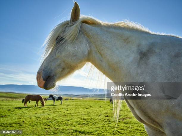 portrait of icelandic white horse - akureyri iceland stock-fotos und bilder