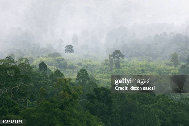 rain over a tropical forest . - aerial jungle stock-fotos und bilder