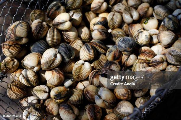 2,111 Cockles Stock Photos, High-Res Pictures, and Images - Getty Images