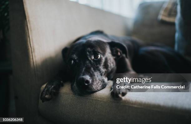 relaxed dog - sad dog stock-fotos und bilder