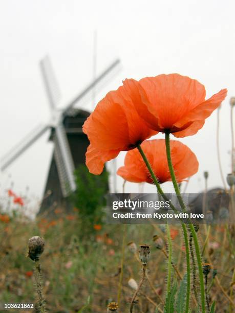 three red poppies - oriental poppy stockfoto's en -beelden