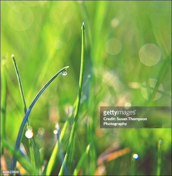 morning dew - grass dew stock pictures, royalty-free photos & images