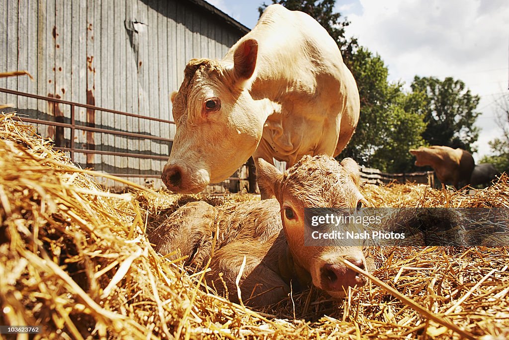 New Born Calf