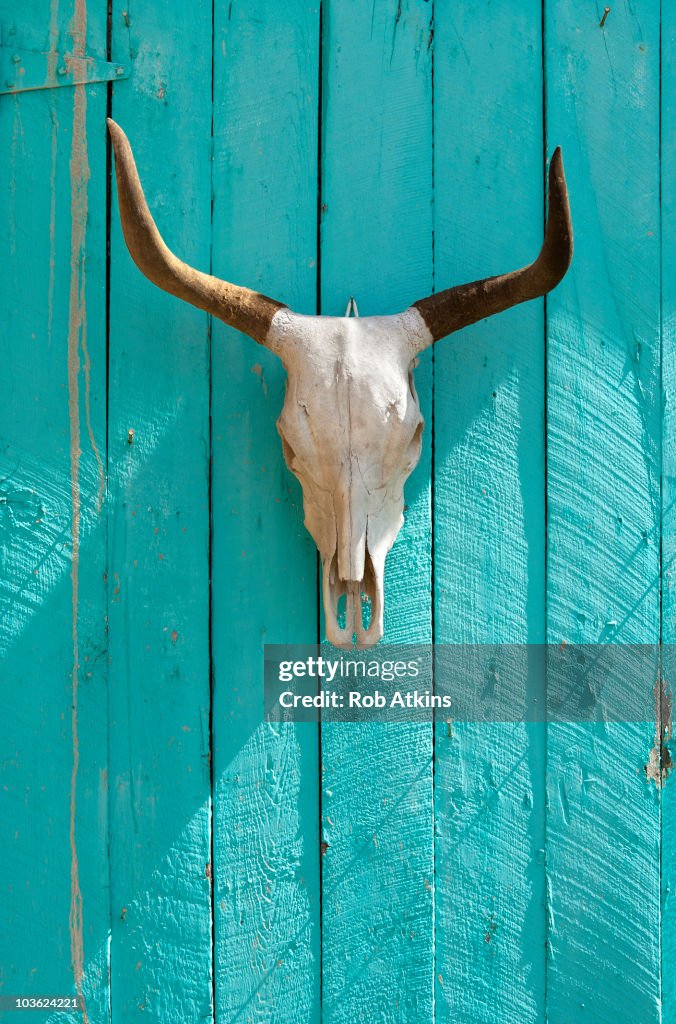 Cow's skull, Ranchos de Taos, NM