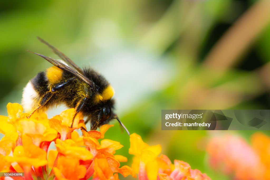 Northern white-tailed bumblebee on a lantana flower